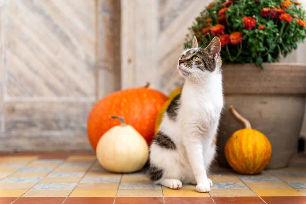 A brown and white cat with a missing front leg sits on a porch with pumpkins in the background.