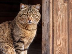 A brown tabby cat sits in the doorway of a barn.