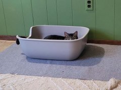 A cat peeking over the top of a litter box.