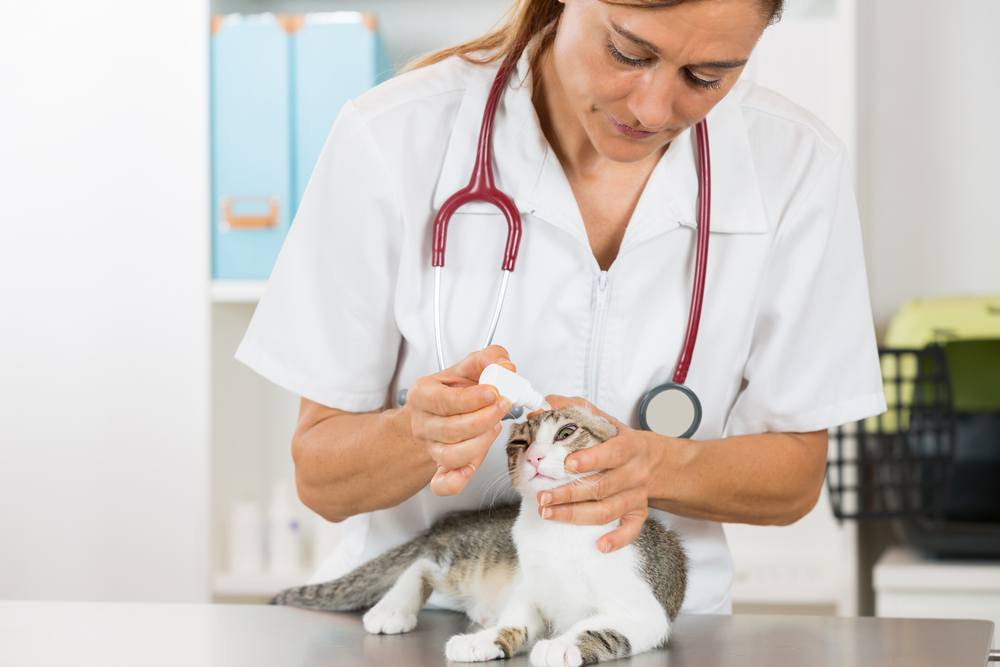 A female veterinarian administering eye drops to a cat, who is laying down, facing the camera.