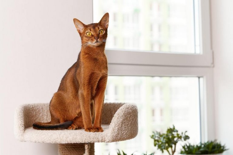 About the Abyssinian Cat