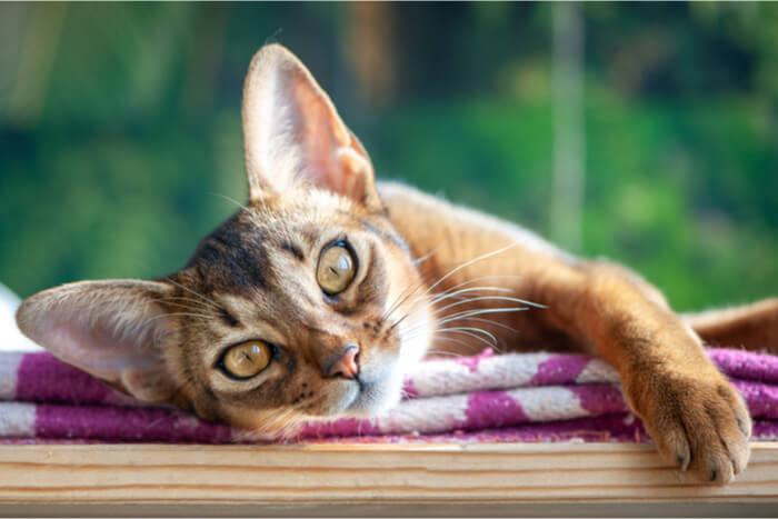 Abyssinian cat