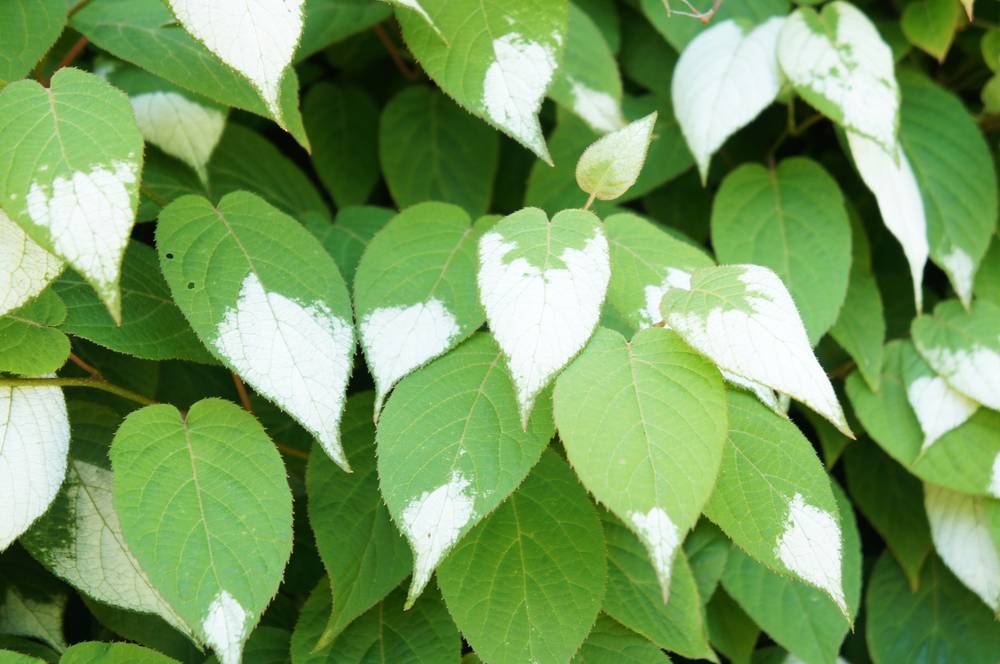 Image of Actinidia polygama, also known as silver vine, a plant that can have a playful and amusing effect on cats when they interact with it