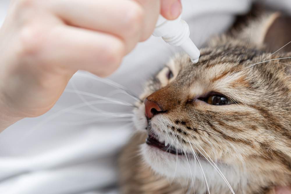 Administering eye drops into a cat's eyes.