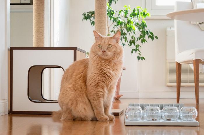 adorable cat and puzzle feeders