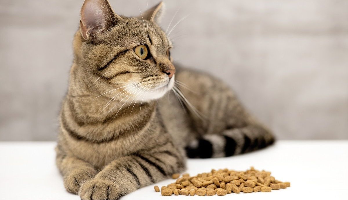 tabby cat lies beside a pile of dry kibble