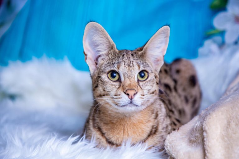 About the Savannah Cat