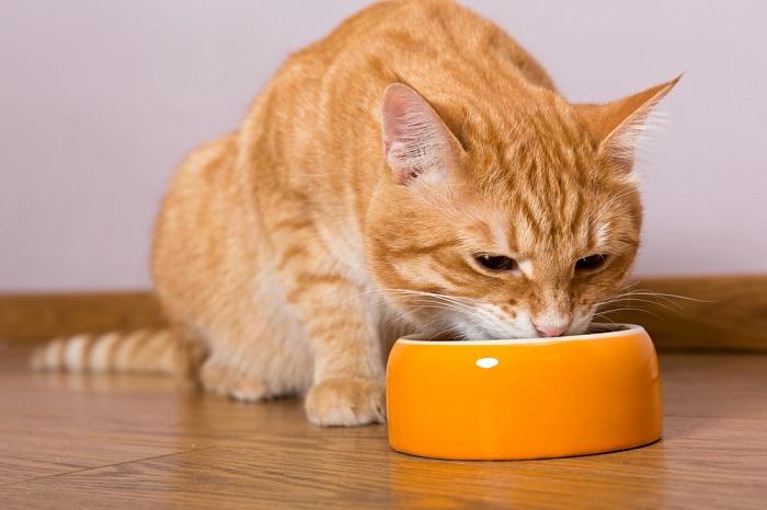 Adult cat engaged in eating from a bowl. The image depicts a mature cat enjoying its meal, showcasing the importance of regular feeding for maintaining feline health.