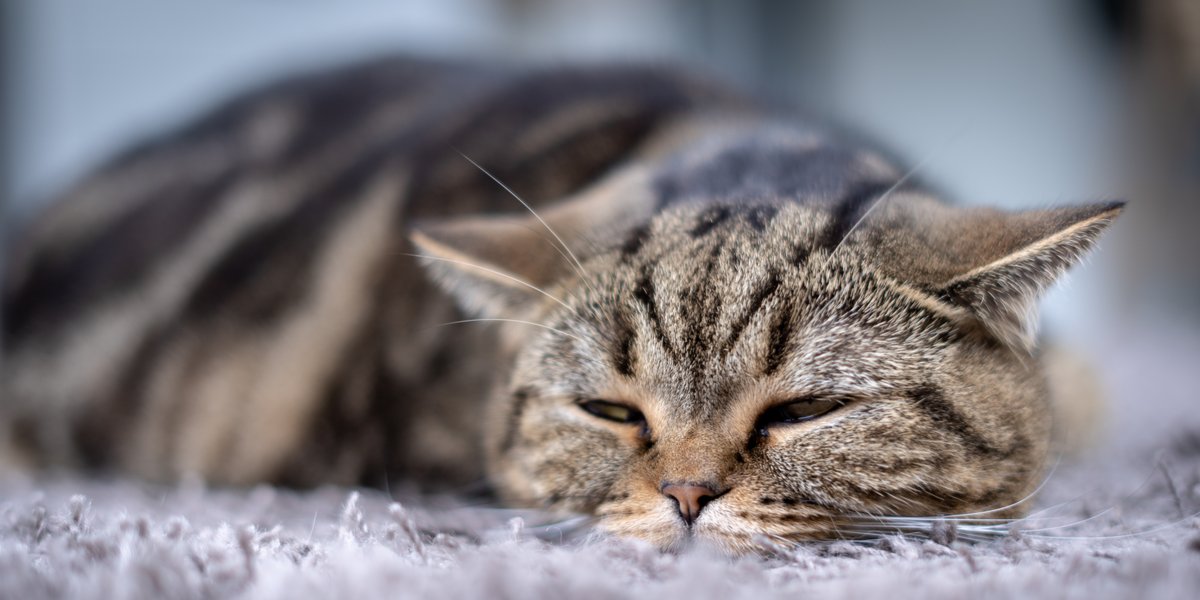 lethargic cat and sleeping on a floor with carpet