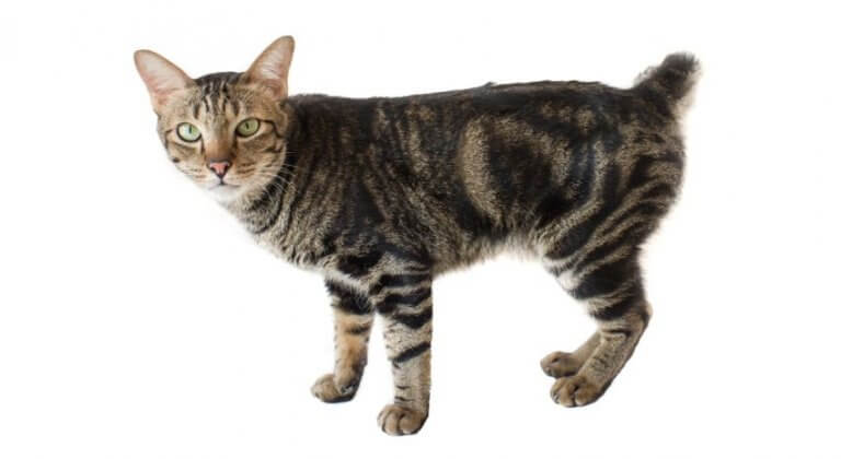 American Bobtail