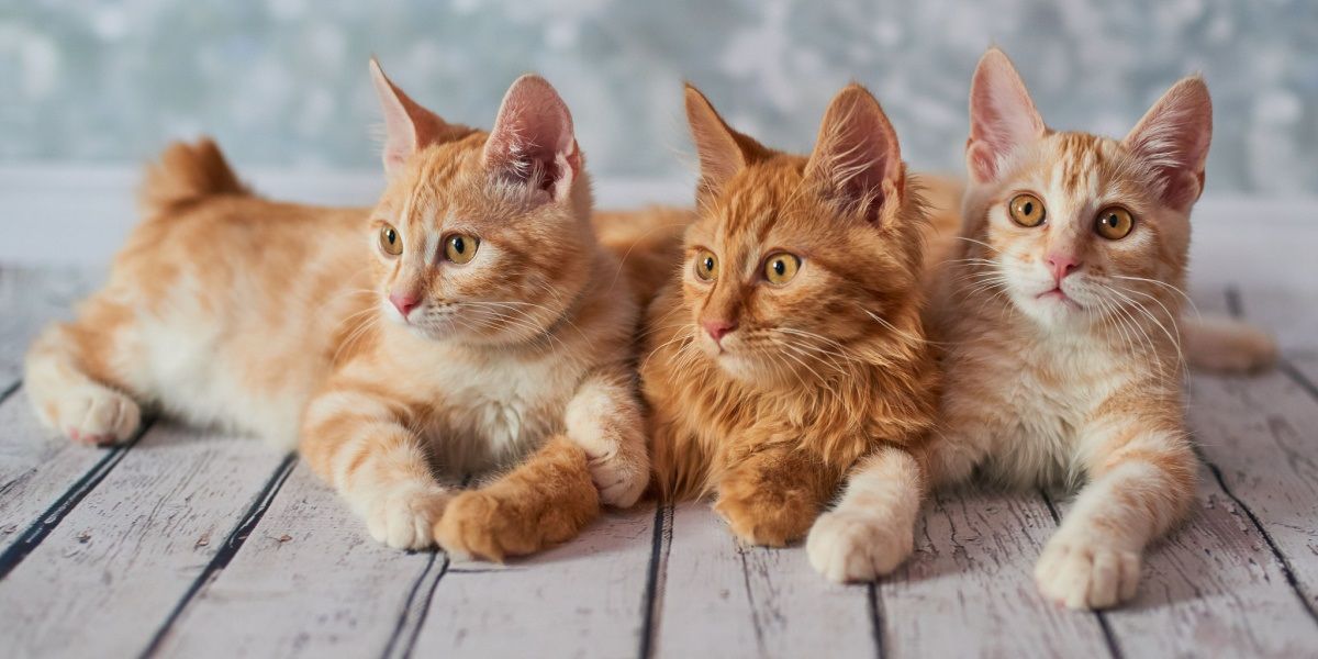 three American Bobtail Cats