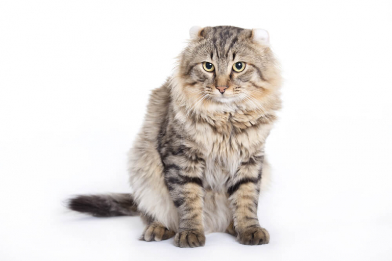 About the American Longhair Cat