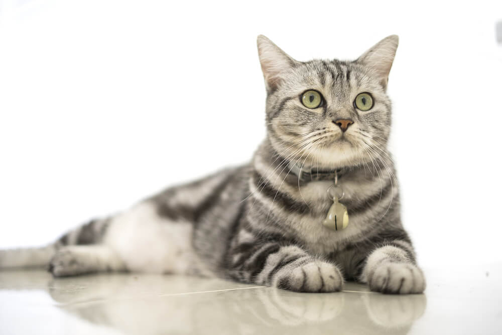 American Shorthair cat, embodying the classic and enduring charm of this breed