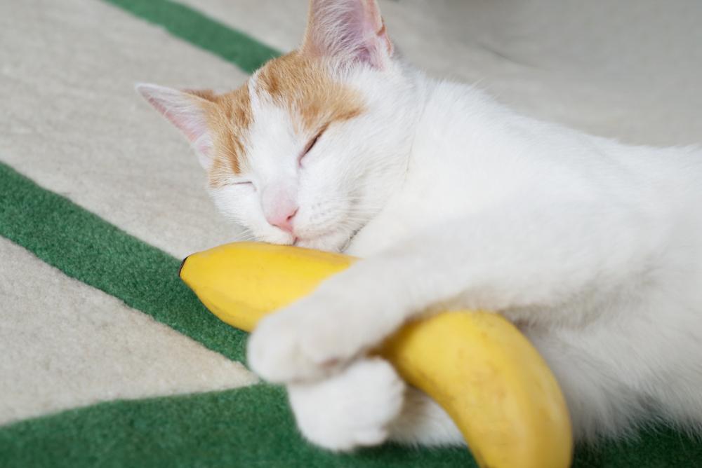 An orange and white cat sleeps holding a banana.