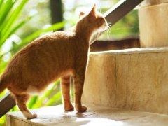 An orange cat with a missing hind leg climbs a set of stairs.