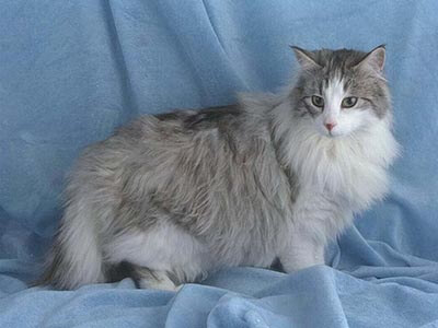 Asian Semi-Longhair Cat History