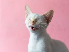 A kitten with white fur in the middle of a sneeze, foreground, with pink background.