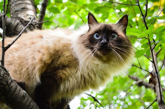 A photograph featuring a graceful Balinese cat, highlighting its luxurious coat and refined demeanor.