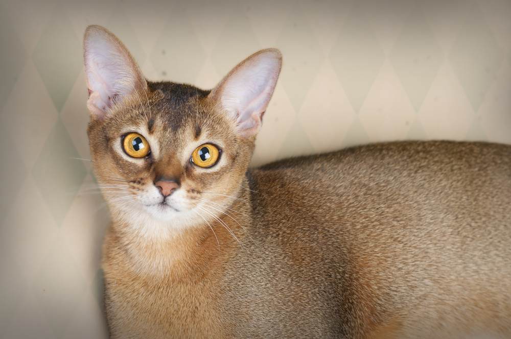 Beautiful image of a female Ruddy Abyssinian cat, highlighting the elegance and striking appearance of this feline