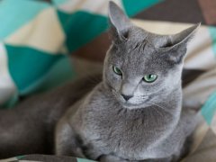 Charming one-year-old kitten comfortably nestled in bed, looking cute and content