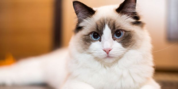 160 Best Ragdoll Cat Names With Meanings