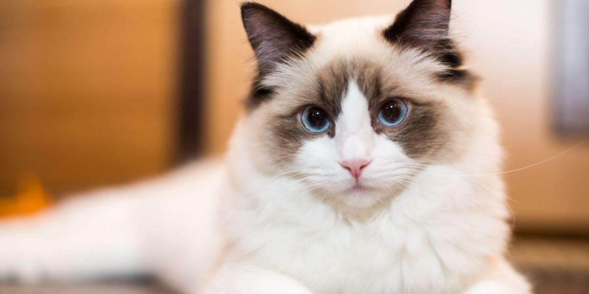 Beautiful young white purebred Ragdoll cat, showcasing its elegant and gentle nature.