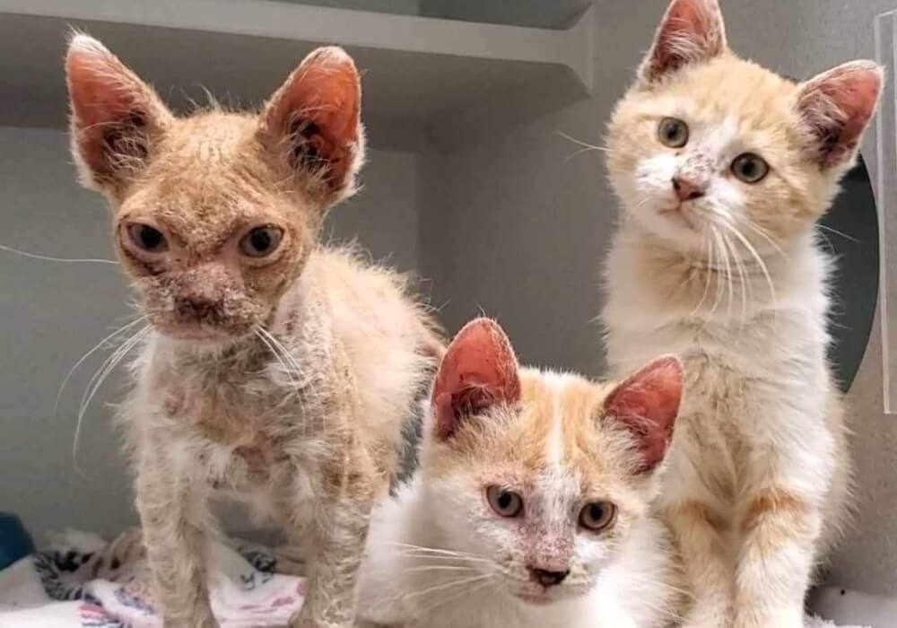 Three cute cats named Boey, Cricket, and Daria, sitting side by side.