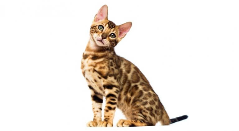 Bengal