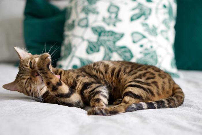 bengal cat grooming