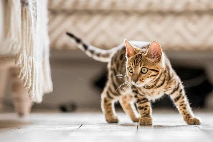 Bengal kitten ready to pounce