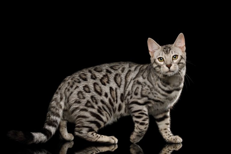 About the Bengal Cat