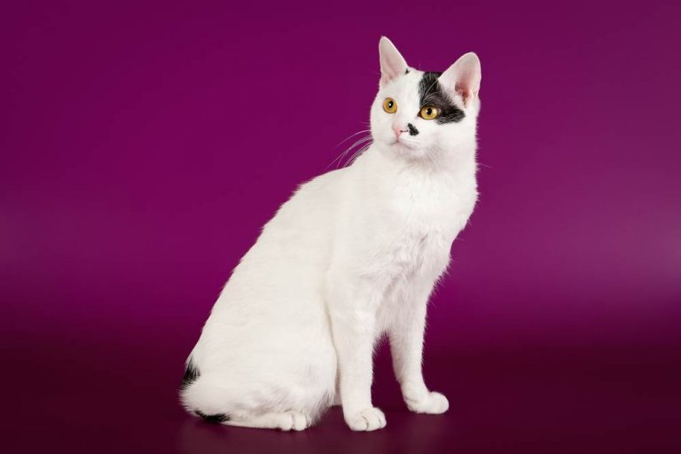 Japanese Bobtail Cat Care