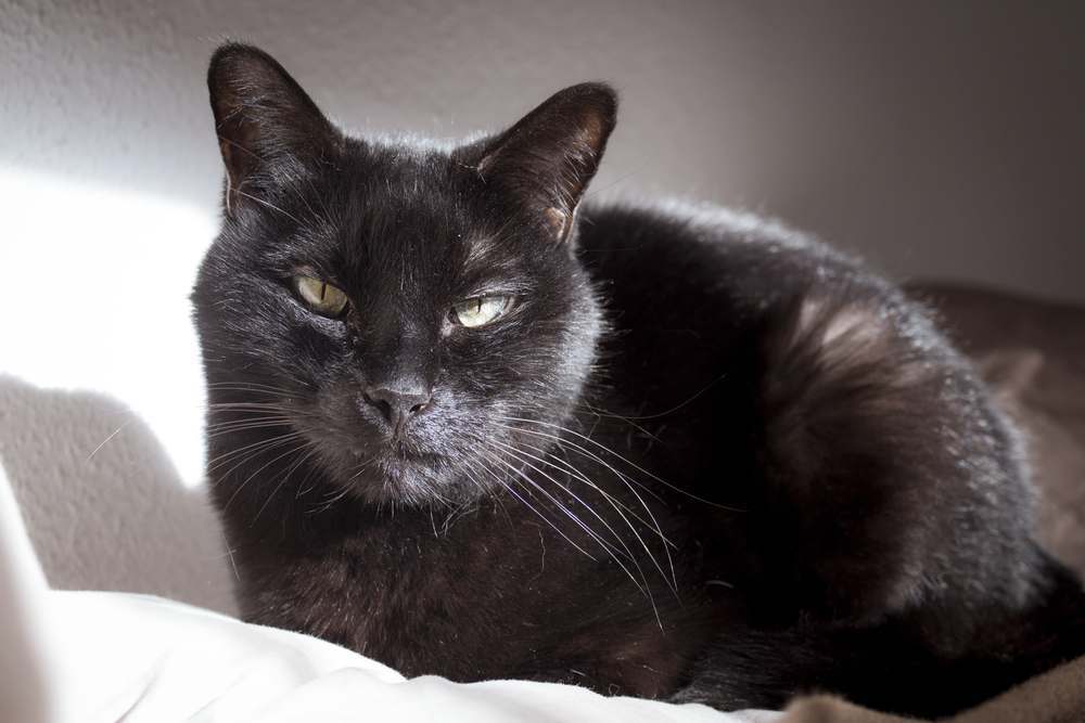 Black cat with a visible lump or tumor on its lip.