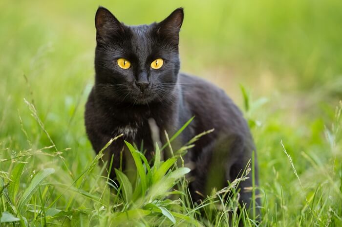 An image capturing the captivating essence of a Bombay cat