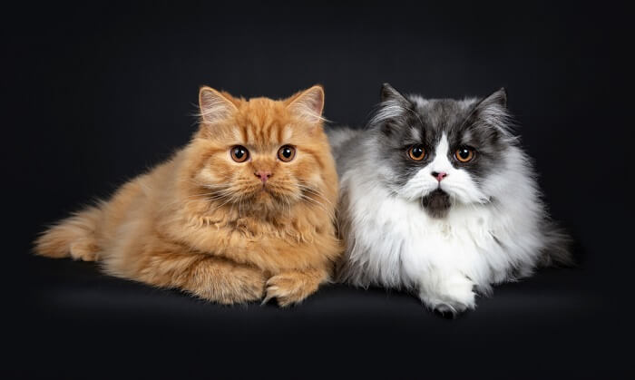 British Longhair Cat History