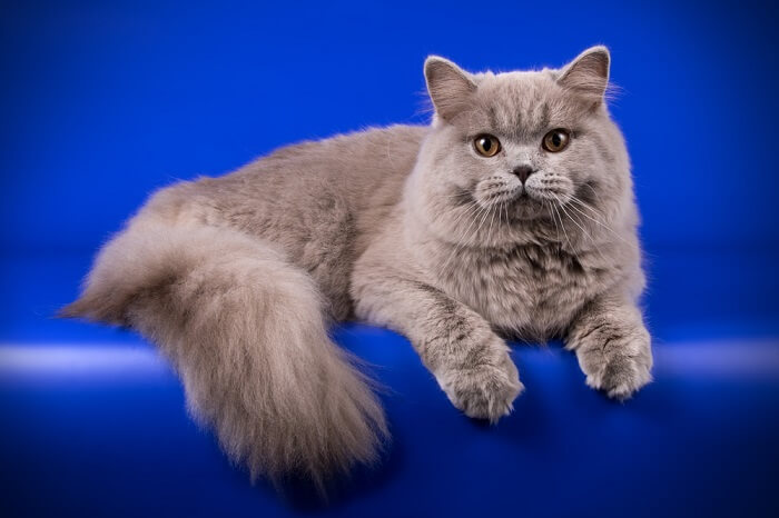 About the British Longhair Cat