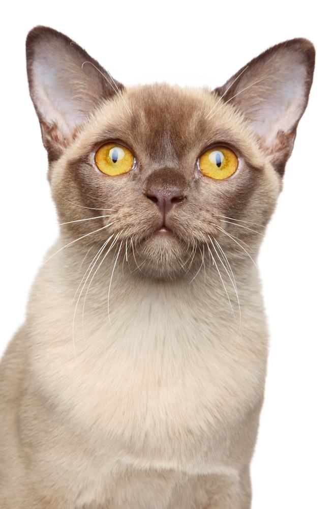 About the Burmese Cat