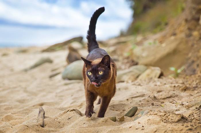 Two Burmese cats in a charming and endearing pose.