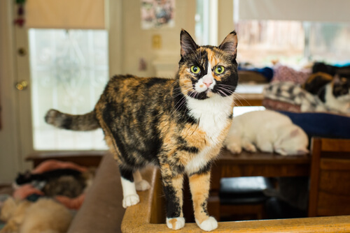 calico cat types