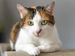 Cat comfortably seated in a scratching bed.