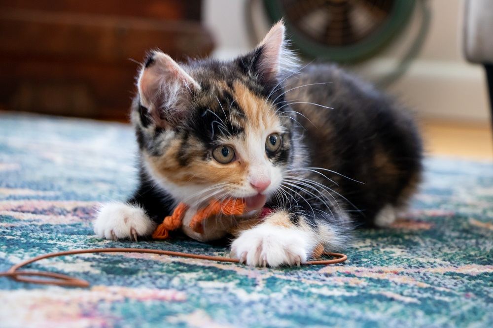 calico kitten bites on soft toy