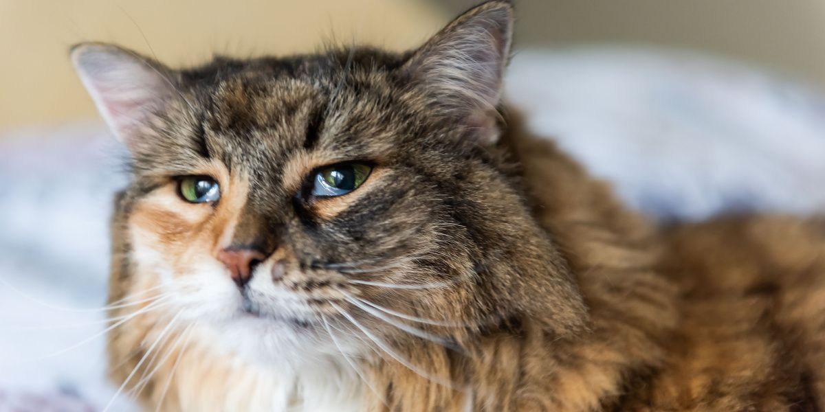 Photo of a calico Maine Coon cat with a visible third eyelid