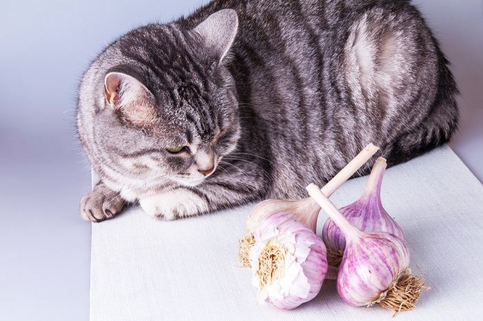 Picture of a cat sitting near garlic bulbs