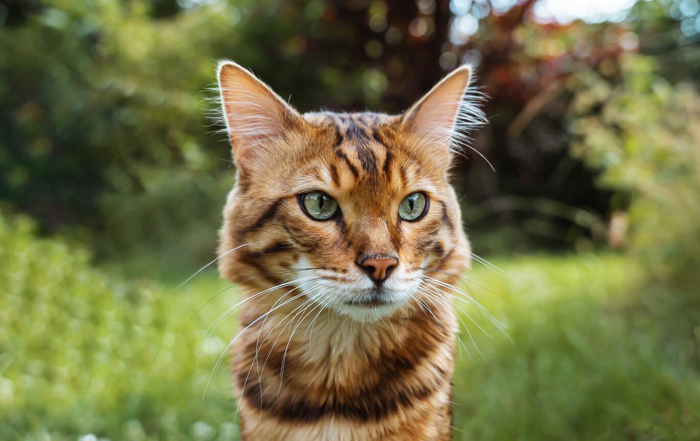 A Cashmere Bengal cat, displaying its unique and luxurious fur coat.