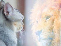 A captivating image of a domestic cat and a majestic lion side by side, highlighting the contrast between a small domestic pet and a powerful wild counterpart.