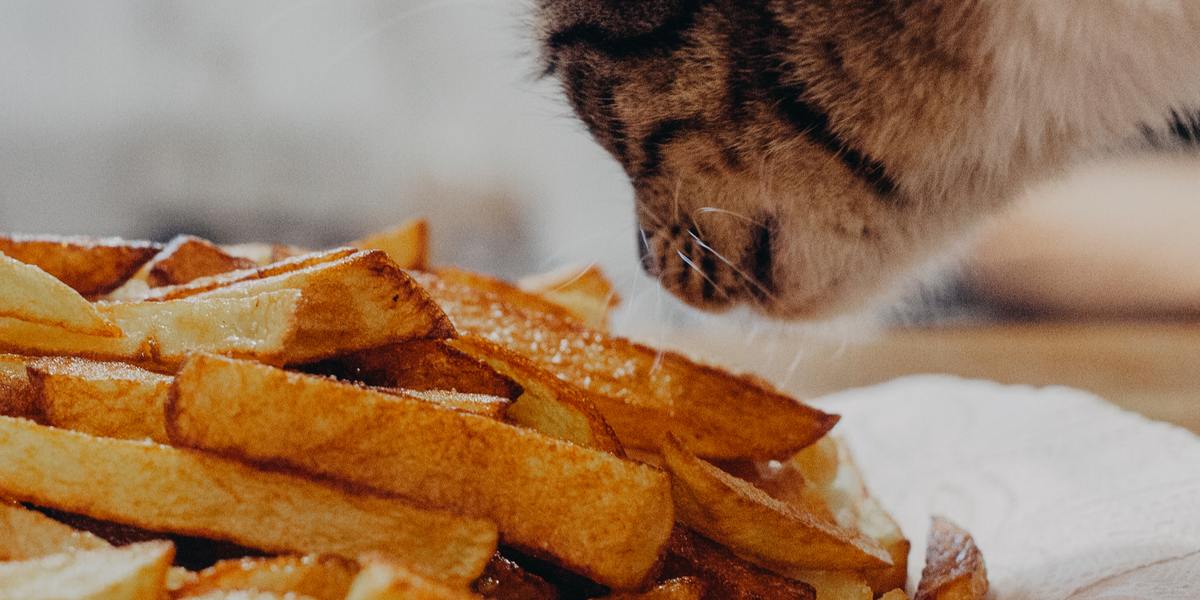 An adorable orange tabby cat curiously sniffs a cooked sweet potato, displaying a heartwarming interaction between feline curiosity and a healthy food item.