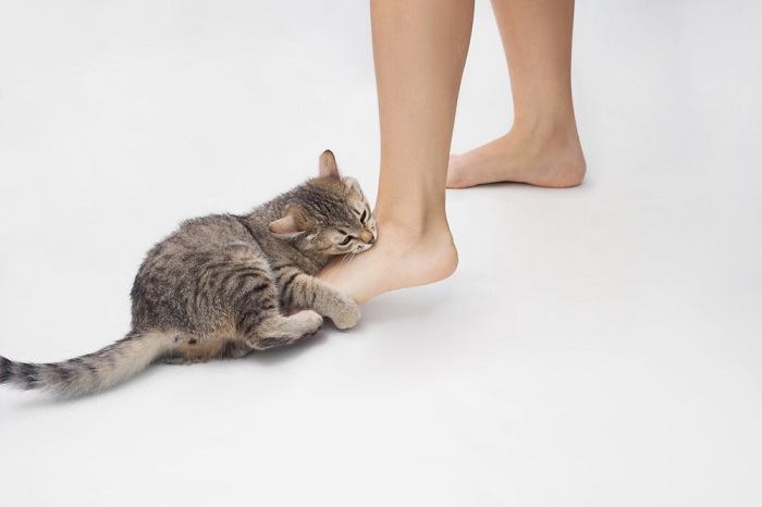 A mischievous orange tabby cat with wide eyes and an open mouth, engaging in a playful 'biting' gesture towards a person's feet.