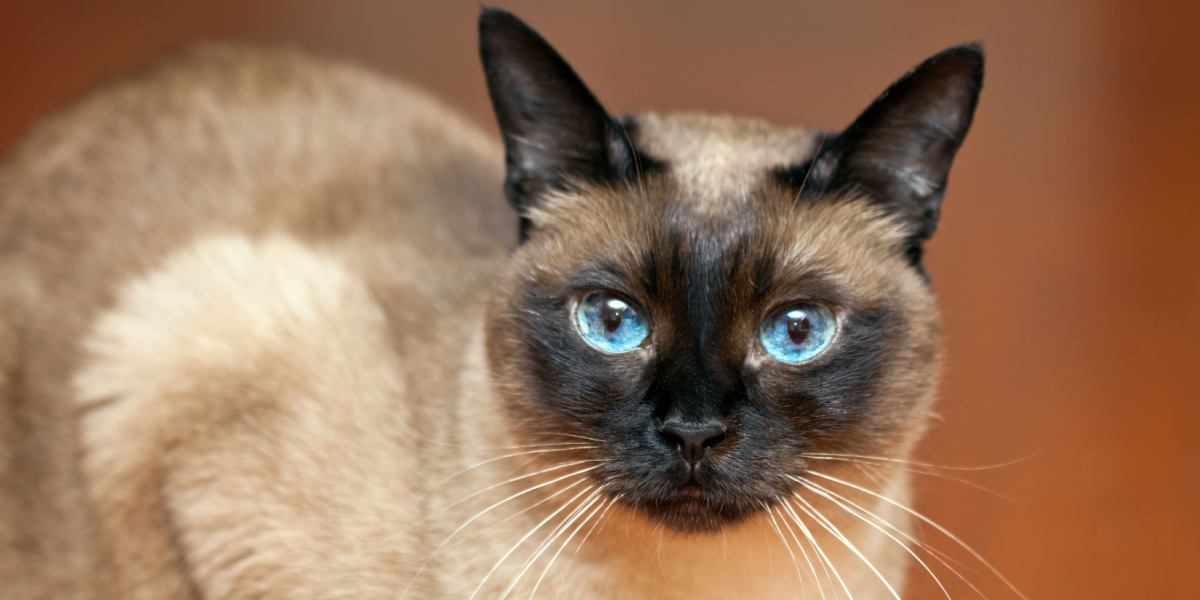 long living cat breeds