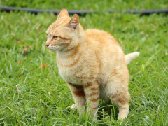 Image of a cat covering her poop after defecating.