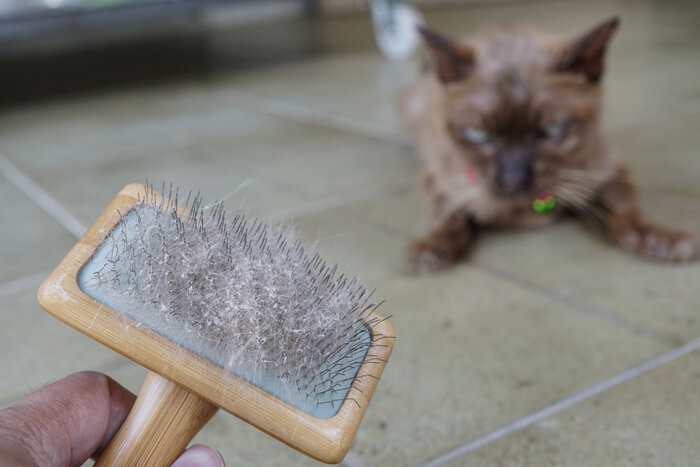 Cat dander versus dandruff